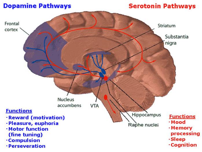 Compulsion Loops e Dopamine Hits Il modo in cui i giochi sono progettati per creare dipendenza