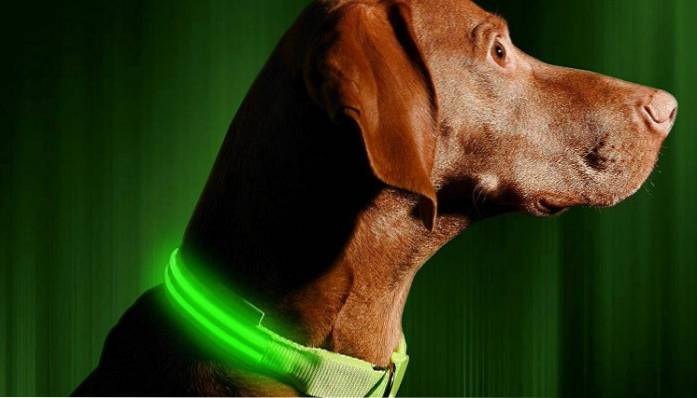 5 dei migliori prodotti per animali domestici ad alta tecnologia per il tuo cane